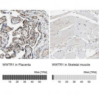 Anti-WWTR1 antibody produced in rabbit 