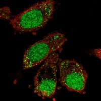Anti-XAB2 antibody produced in rabbit 