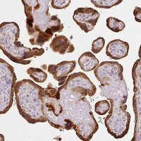 Anti-XAGE2 antibody produced in rabbit 
