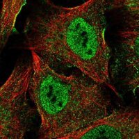 Anti-XAGE5 antibody produced in rabbit 