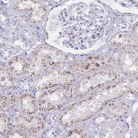 Anti-XCL1 antibody produced in rabbit 