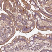 Anti-XIAP antibody produced in rabbit 