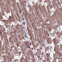 Anti-XK antibody produced in rabbit 