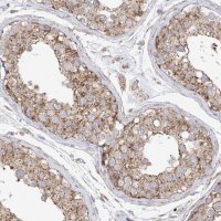 Anti-XKR3 antibody produced in rabbit 