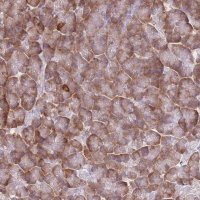 Anti-XKR8 antibody produced in rabbit 