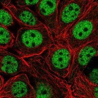 Anti-XPOT antibody produced in rabbit 