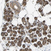 Anti-YIPF2 antibody produced in rabbit 