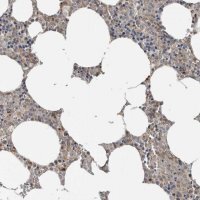 Anti-YOD1 antibody produced in rabbit 