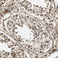 Anti-ZBED9 antibody produced in rabbit 