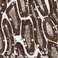 Anti-ZBTB26 antibody produced in rabbit 