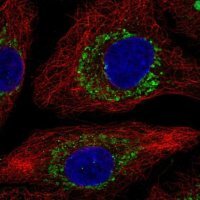 Anti-ZBTB3 antibody produced in rabbit 