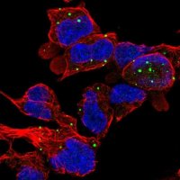 Anti-ZC3H10 antibody produced in rabbit 