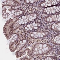 Anti-ZC3H4 antibody produced in rabbit 