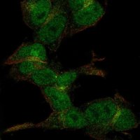 Anti-ZC3H6 antibody produced in rabbit 