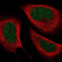 Anti-ZC3H8 antibody produced in rabbit