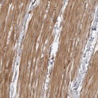 Anti-ZCCHC11 antibody produced in rabbit 
