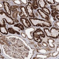 Anti-ZCCHC24 antibody produced in rabbit 