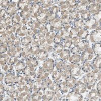 Anti-ZDHHC20 antibody produced in rabbit 