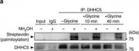 Anti-ZDHHC5 antibody produced in rabbit 