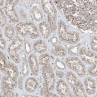 Anti-ZFAND2B antibody produced in rabbit HPA035159-100UL