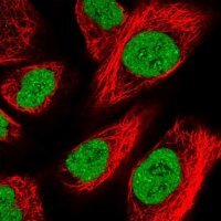 Anti-ZFHX4 antibody produced in rabbit 