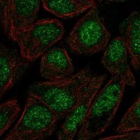 Anti-ZFP1 antibody produced in rabbit 