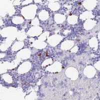 Anti-ZFP37 antibody produced in rabbit 