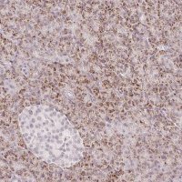 Anti-ZFP41 antibody produced in rabbit 