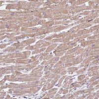 Anti-ZFP57 antibody produced in rabbit 