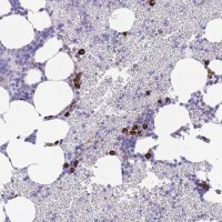 Anti-ZFP62 antibody produced in rabbit 