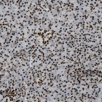 Anti-ZFR antibody produced in rabbit 