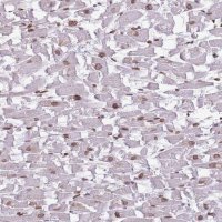 Anti-ZGLP1 antibody produced in rabbit 