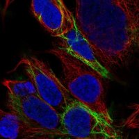 Anti-ZIK1 antibody produced in rabbit