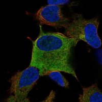 Anti-ZKSCAN7 antibody produced in rabbit 
