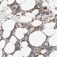 Anti-ZKSCAN8 antibody produced in rabbit 