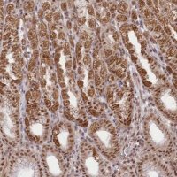 Anti-ZMAT2 antibody produced in rabbit HPA036518-100UL