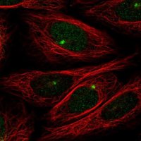 Anti-ZMYM1 antibody produced in rabbit 