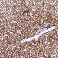 Anti-ZNF101 antibody produced in rabbit 