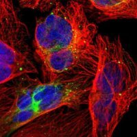 Anti-ZNF132 antibody produced in rabbit 