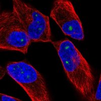 Anti-ZNF136 antibody produced in rabbit 