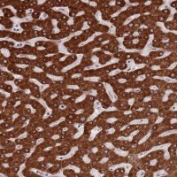 Anti-ZNF140 antibody produced in rabbit 