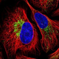 Anti-ZNF211 antibody produced in rabbit 
