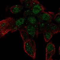Anti-ZNF232 antibody produced in rabbit 