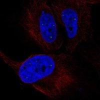 Anti-ZNF239 antibody produced in rabbit 
