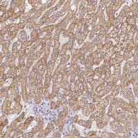 Anti-ZNF280B antibody produced in rabbit 