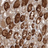 Anti-ZNF287 antibody produced in rabbit 