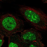 Anti-ZNF300 antibody produced in rabbit 