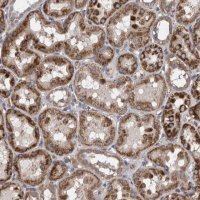 Anti-ZNF324B antibody produced in rabbit 