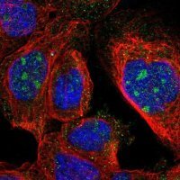 Anti-ZNF324B antibody produced in rabbit 