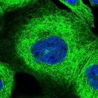 Anti-ZNF347 antibody produced in rabbit 